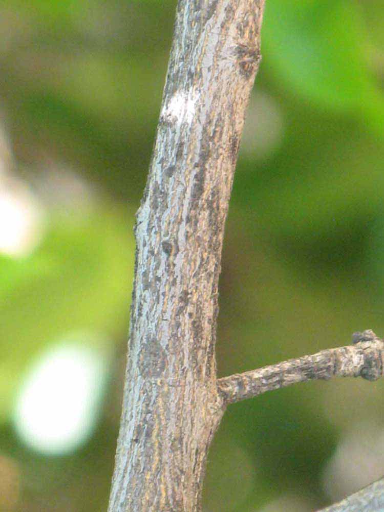              Second - third year twig (Riverside, CA)       